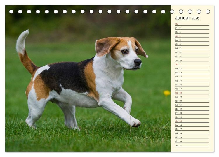 Produktbild: Beagle - Herz auf 4 Pfoten (Tischkalender 2026 DIN A5 quer), CALVENDO Monatskalender