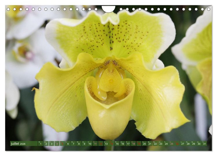 Produktbild: Orchid&eacute;es merveilleuses (Calendrier mural 2026 DIN A4 vertical), CALVENDO calendrier mensuel