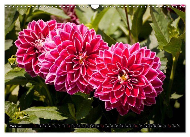 Produktbild: Dahlia - Dahlien (Wandkalender 2026 DIN A3 quer), CALVENDO Monatskalender