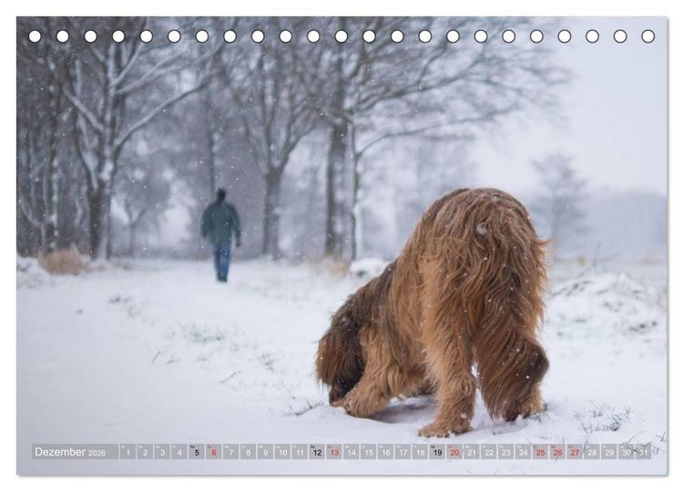 Produktbild: Briards - sanfte Riesen mit Temperament (Tischkalender 2026 DIN A5 quer), CALVENDO Monatskalender