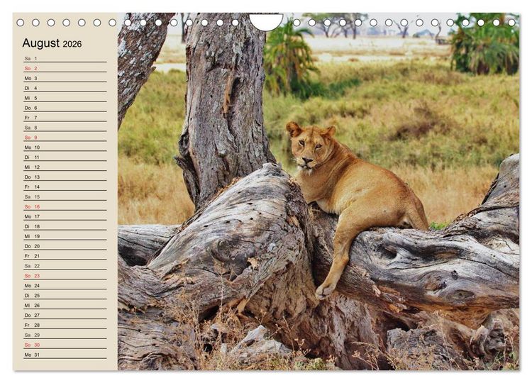 Produktbild: L&ouml;wen. Majest&auml;tische Kraft (Wandkalender 2026 DIN A4 quer), CALVENDO Monatskalender