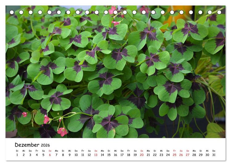 Produktbild: Mein Garten Eine Leidenschaft (Tischkalender 2026 DIN A5 quer), CALVENDO Monatskalender