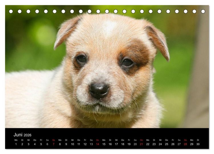 Produktbild: Australian Cattle Dog Welpen (Tischkalender 2026 DIN A5 quer), CALVENDO Monatskalender