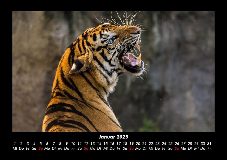 Produktbild: Tiere in der Wildnis 2025 Fotokalender DIN A3