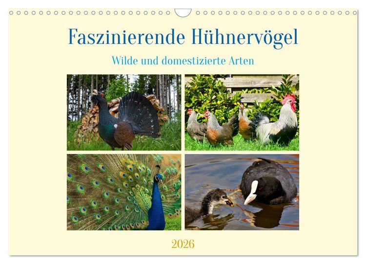 Produktbild: Faszinierende H&uuml;hnerv&ouml;gel (Wandkalender 2026 DIN A3 quer), CALVENDO Monatskalender