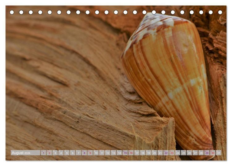 Produktbild: H&auml;user der Meere: Muscheln - Seeigel - Schnecken (Tischkalender 2026 DIN A5 quer), CALVENDO Monatskalender