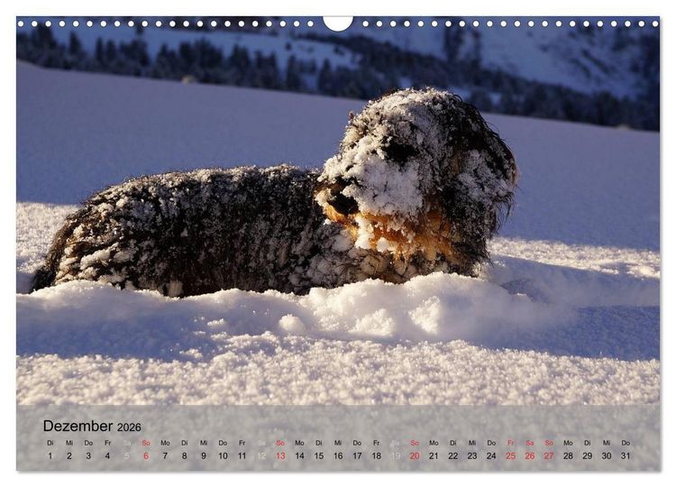 Produktbild: Liebenswerte Clowns (Wandkalender 2026 DIN A3 quer), CALVENDO Monatskalender