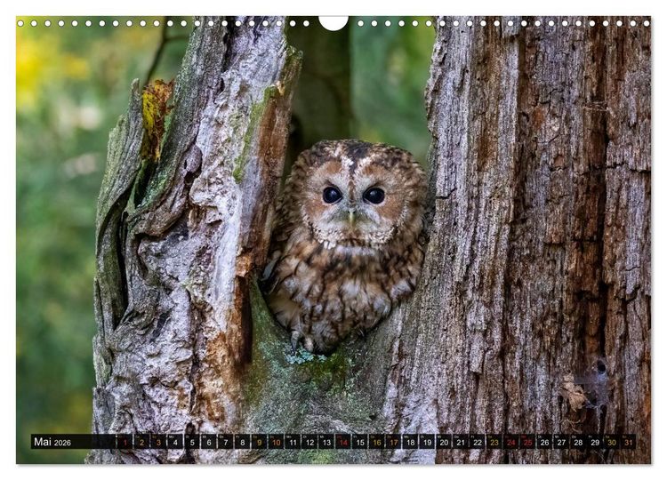 Produktbild: Eulen - Fl&uuml;gel der Nacht (Wandkalender 2026 DIN A3 quer), CALVENDO Monatskalender