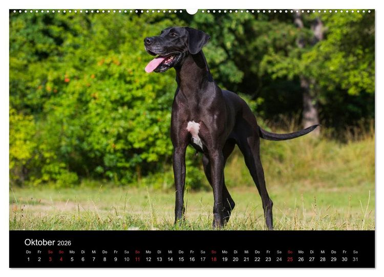 Produktbild: Deutsche Dogge 2026 (hochwertiger Premium Wandkalender 2026 DIN A2 quer), Kunstdruck in Hochglanz