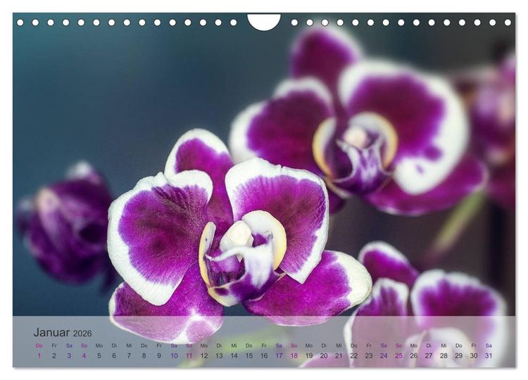 Produktbild: Phalaenopsis - die zauberhafte Welt der Orchideen (Wandkalender 2026 DIN A4 quer), CALVENDO Monatskalender