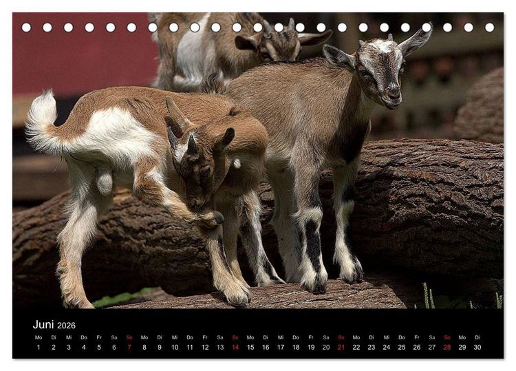 Produktbild: Zwergziegen (Tischkalender 2026 DIN A5 quer), CALVENDO Monatskalender
