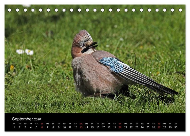 Produktbild: Eichelh&auml;her der Waldpolizist (Tischkalender 2026 DIN A5 quer), CALVENDO Monatskalender