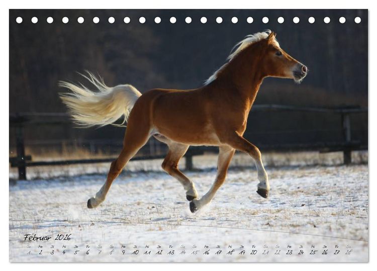 Produktbild: Haflinger-Pferde in Reinzucht (Tischkalender 2026 DIN A5 quer), CALVENDO Monatskalender