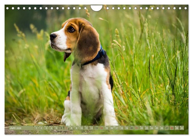 Produktbild: Beaglebabys auf Entdeckungstour (Wandkalender 2026 DIN A4 quer), CALVENDO Monatskalender