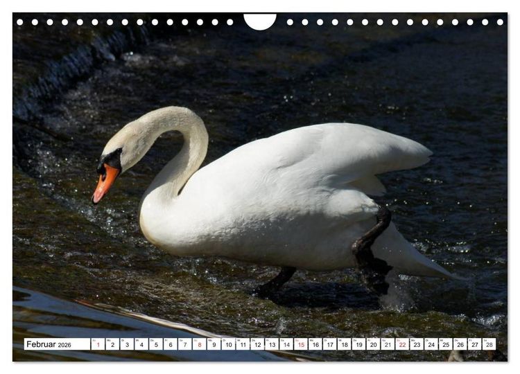 Produktbild: Elegante Schw&auml;ne (Wandkalender 2026 DIN A4 quer), CALVENDO Monatskalender
