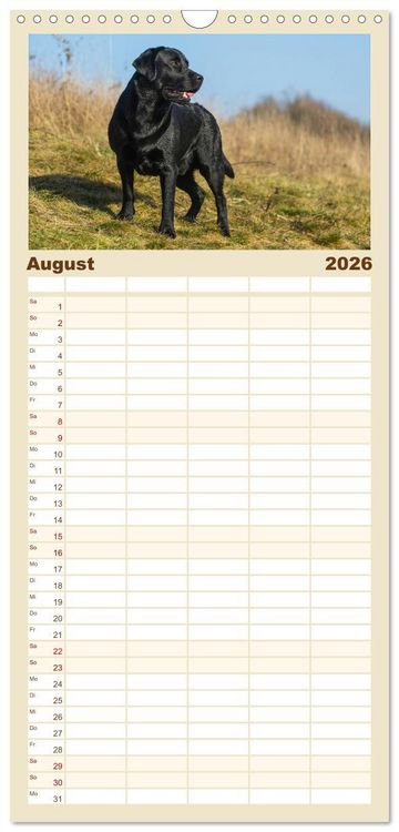 Produktbild: Familienplaner 2026 - Labrador Retriever - Freunde f&uuml;r&acute;s Leben mit 5 Spalten (Wandkalender, 21 x 45 cm) CALVENDO