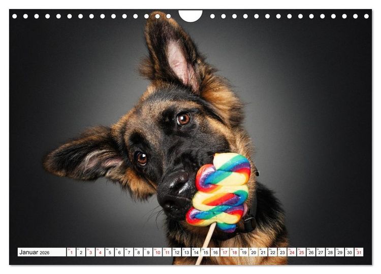 Produktbild: Hunde im Naschparadies (Wandkalender 2026 DIN A4 quer), CALVENDO Monatskalender