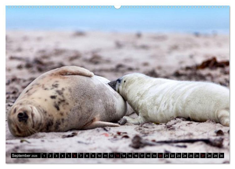 Produktbild: Robbenbabys (hochwertiger Premium Wandkalender 2026 DIN A2 quer), Kunstdruck in Hochglanz