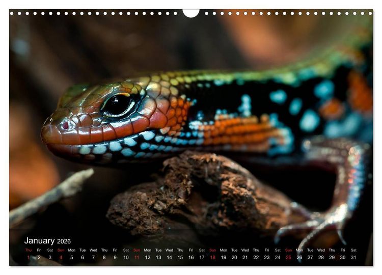 Produktbild: Reptiles Colorful beauties (Wall Calendar 2026 DIN A3 landscape), CALVENDO 12 Month Wall Calendar