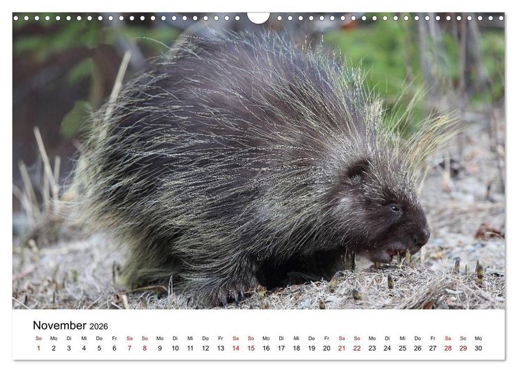Produktbild: Alaska und West-Kanada (Wandkalender 2026 DIN A3 quer), CALVENDO Monatskalender