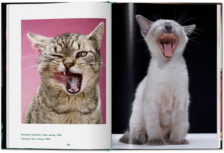 Produktbild: Walter Chandoha. Cats. Photographs 1942&ndash;2018