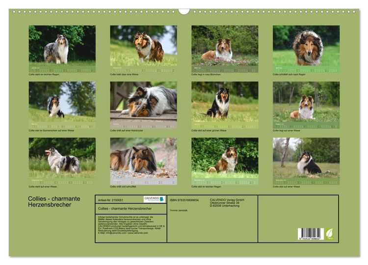 Produktbild: Collies - charmante Herzensbrecher (Wandkalender 2026 DIN A2 quer), CALVENDO Monatskalender