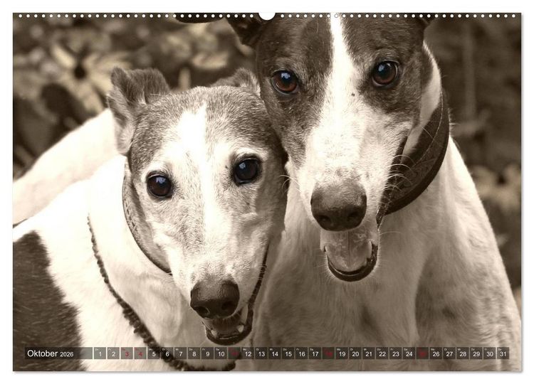 Produktbild: Windhunde eye-catcher (Wandkalender 2026 DIN A2 quer), CALVENDO Monatskalender