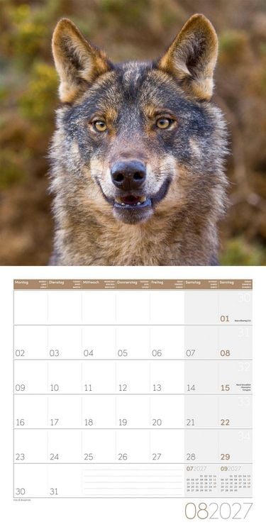 Produktbild: W&ouml;lfe Kalender 2027 - 30x30 - Art12