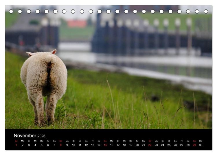 Produktbild: Schafe in Dithmarschen (Tischkalender 2026 DIN A5 quer), CALVENDO Monatskalender