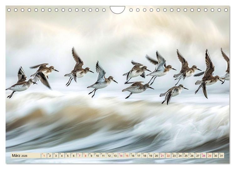 Produktbild: Strandl&auml;ufer - immer flink unterwegs (Wandkalender 2026 DIN A4 quer), CALVENDO Monatskalender