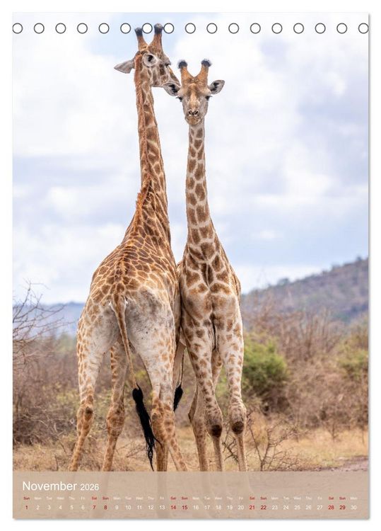 Produktbild: Giraffe Tales (Desk Calendar 2026 DIN A5 portrait), CALVENDO 12 Month DeskCalendar