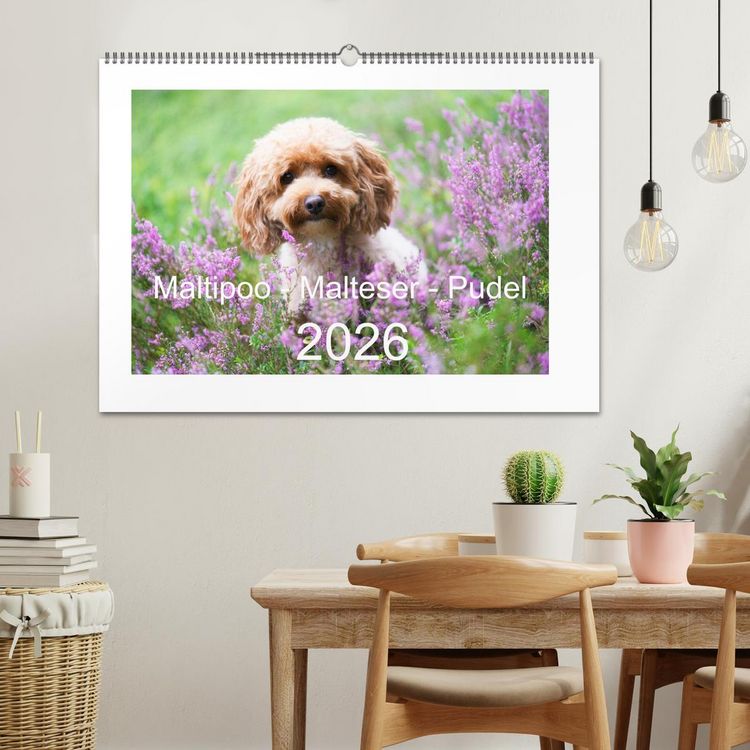 Produktbild: Maltipoo - Malteser -Pudel (Wandkalender 2026 DIN A2 quer), CALVENDO Monatskalender