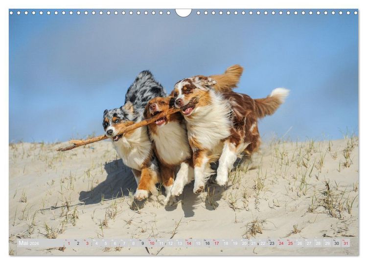 Produktbild: Australian Shepherd 2026 (Wandkalender 2026 DIN A3 quer), CALVENDO Monatskalender