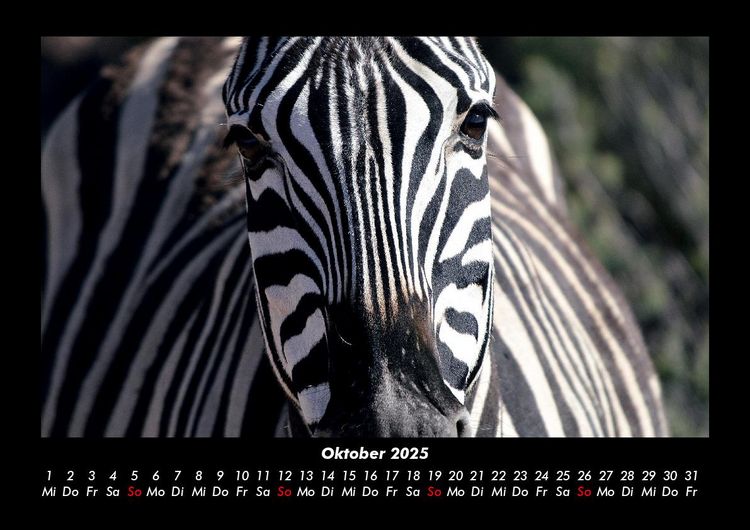 Produktbild: Zebrazauber 2025 Fotokalender DIN A3