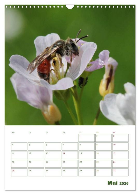 Produktbild: Bienen-Terminplaner 2026 (Wandkalender 2026 DIN A3 hoch), CALVENDO Monatskalender