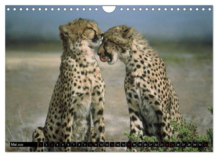 Produktbild: Wildes Leben in Afrika (Wandkalender 2026 DIN A4 quer), CALVENDO Monatskalender