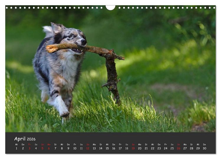 Produktbild: Australian Shepherd - Augenblicke (Wandkalender 2026 DIN A3 quer), CALVENDO Monatskalender