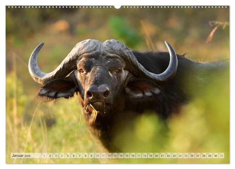 Produktbild: Afrikas Tierwelt Christian Heeb (hochwertiger Premium Wandkalender 2026 DIN A2 quer), Kunstdruck in Hochglanz