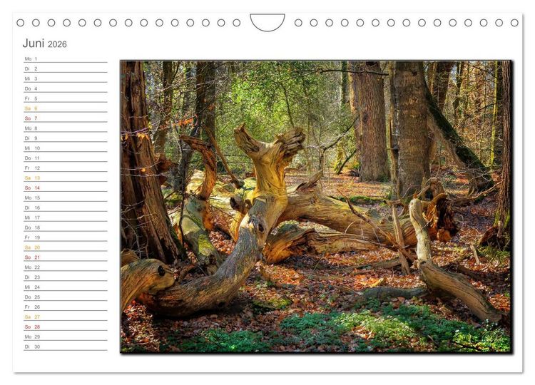 Produktbild: Der Neuenburger Urwald (Wandkalender 2026 DIN A4 quer), CALVENDO Monatskalender