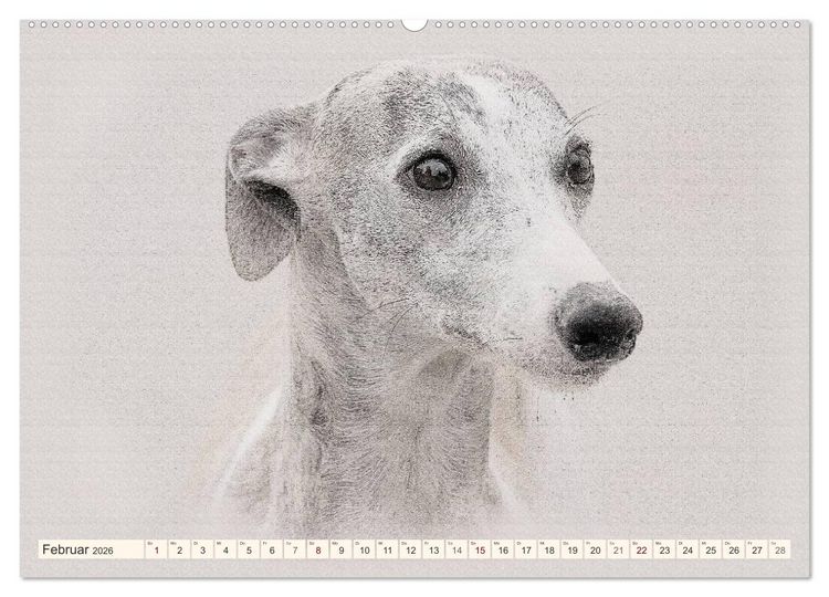 Produktbild: Whippet 2026 (Wandkalender 2026 DIN A2 quer), CALVENDO Monatskalender