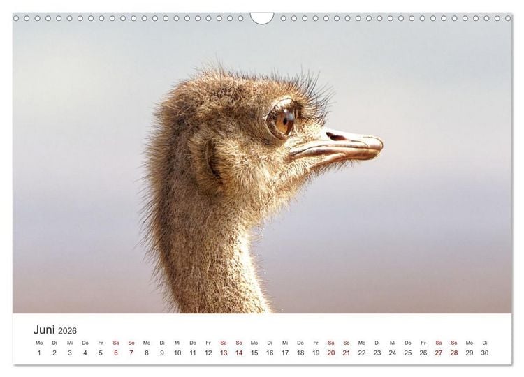 Produktbild: Tier Portraits Tansania (Wandkalender 2026 DIN A3 quer), CALVENDO Monatskalender