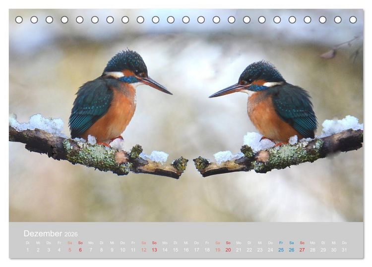 Produktbild: Der Eisvogel, ein Juwel der Natur (Tischkalender 2026 DIN A5 quer), CALVENDO Monatskalender