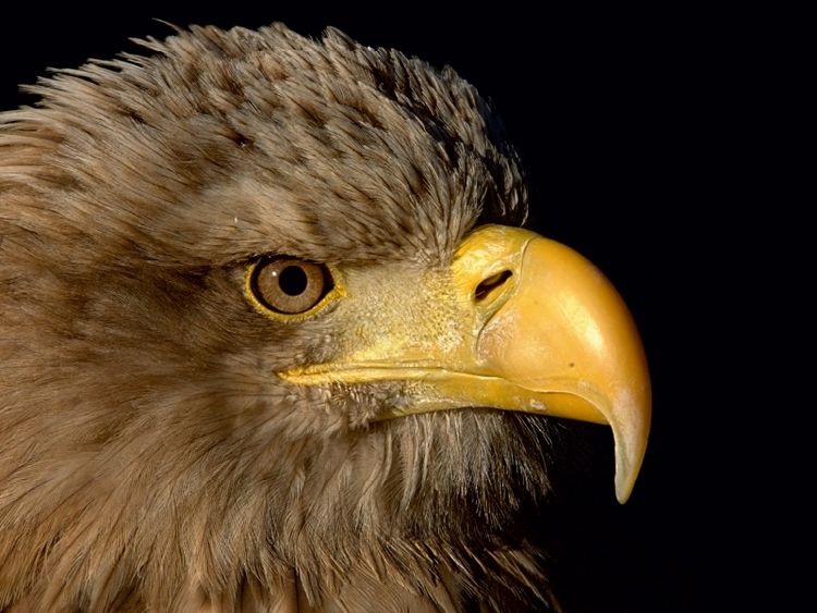 Produktbild: CALVENDO Puzzle Greifv&ouml;gel - Seeadler | 1000 Teile Lege-Gr&ouml;&szlig;e 64x48cm Foto-Puzzle f&uuml;r gl&uuml;ckliche Stunden