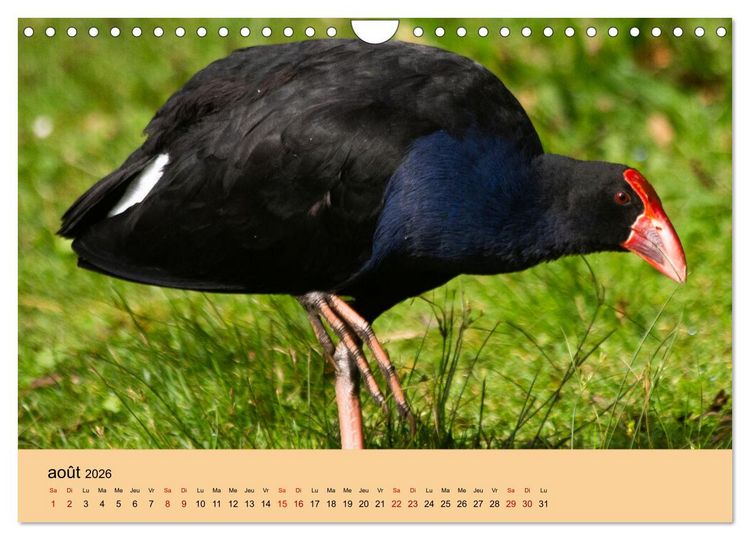 Produktbild: Oiseaux de Nouvelle-Z&eacute;lande (Calendrier mural 2026 DIN A4 vertical), CALVENDO calendrier mensuel