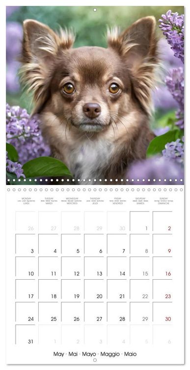 Produktbild: Chihuahuas - Companions for the Whole Year (Wall Calendar 2027 12 &times; 12 Inch) CALVENDO 12 Month Wall Calendar
