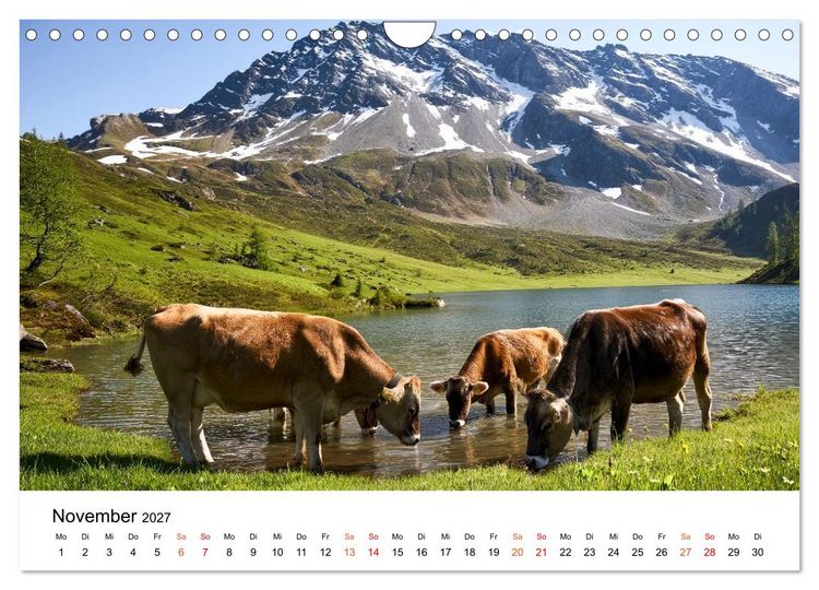 Produktbild: Bergk&uuml;he auf der Alm - Natur pur (Wandkalender 2027 DIN A4 quer), CALVENDO Monatskalender