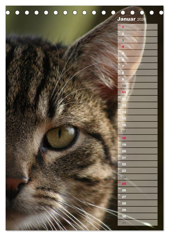 Produktbild: Hauskatzen (Tischkalender 2026 DIN A5 hoch), CALVENDO Monatskalender