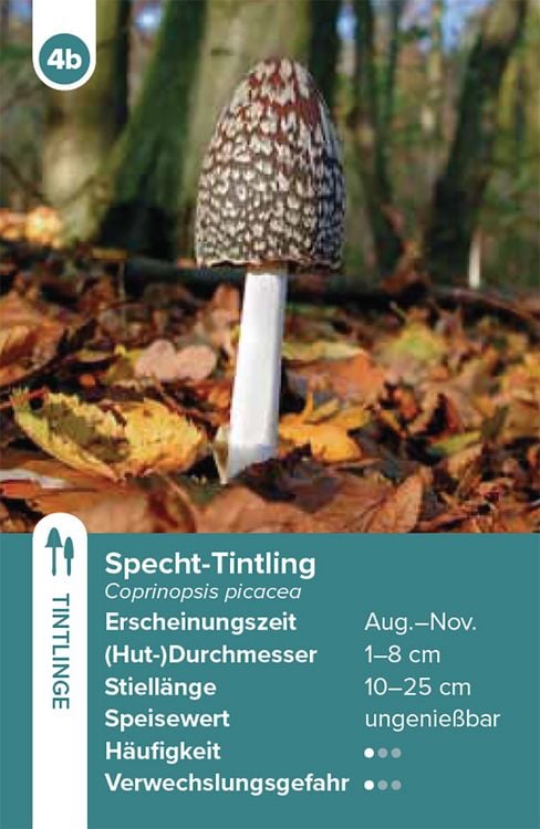 Produktbild: Einheimische Pilze &ndash; das Quartett-Spiel