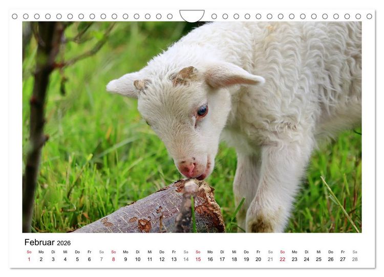 Produktbild: Sch&auml;fchen z&auml;hlen - Mit Schafen durchs Jahr (Wandkalender 2026 DIN A4 quer), CALVENDO Monatskalender