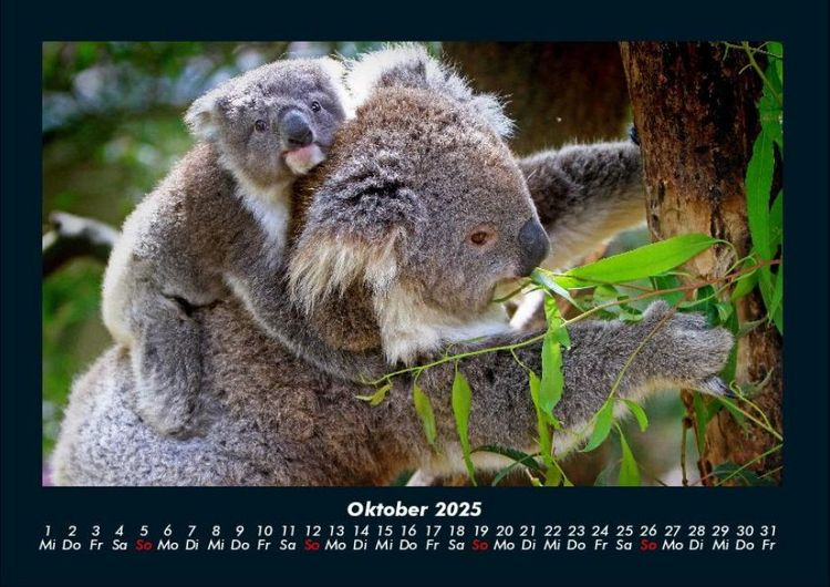 Produktbild: Der Tierkalender 2025 Fotokalender DIN A4